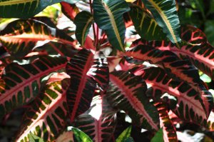 IMG_7819.jpg