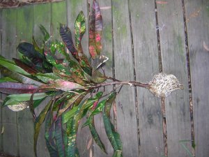 DSCN3838.jpg