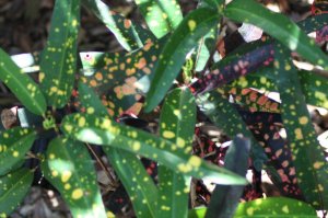 IMG_7898.jpg