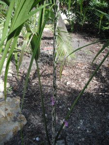 Dypsis sp. White Mealy Bug 1.JPG