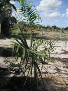 Dypsis sp. White Mealy Bug 2.JPG