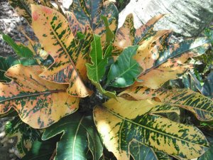 Madam Fernand Kohl 1.JPG