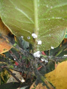 Madam Fernand Kohl 2.JPG