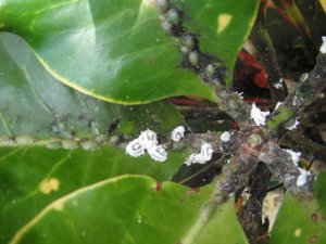 Madam Fernand Kohl 3.JPG