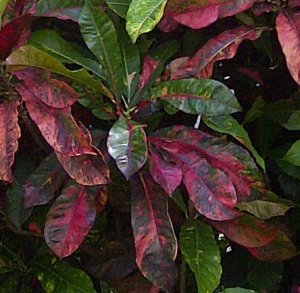 IMG-20120530-00965crop01.jpg