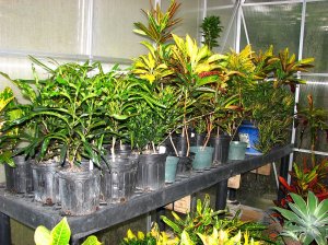 Assorted cuttings 060812.jpg