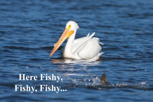 here_Fishy.jpg