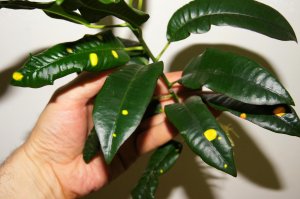 seedling2.jpg