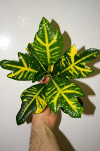 seedling3.jpg