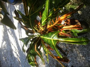 2012-06-17 09.59.45.jpg
