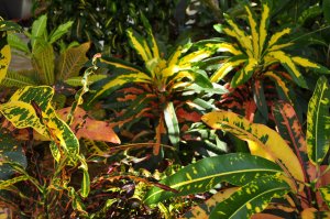 DSC_0091.jpg