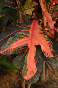 DSC_0170.jpg