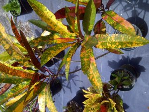 IMG-20120620-01106.jpg
