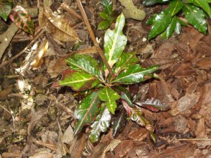 seedlings6.jpg