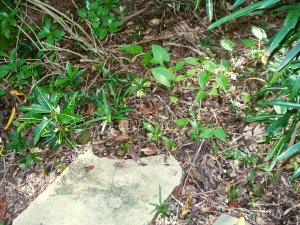 seedlings1.jpg