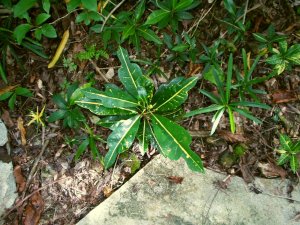 seedlings2.jpg