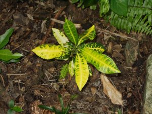 seedlings3.jpg