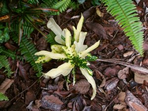 seedlings4.jpg