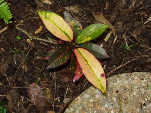 seedlings5.jpg