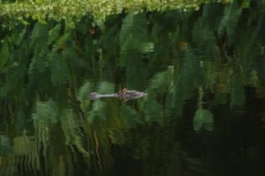 IMG_8212.jpg