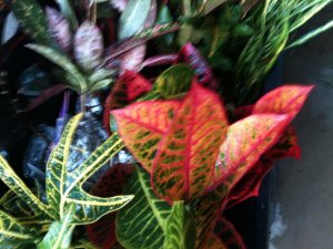 IMG_0325.jpg
