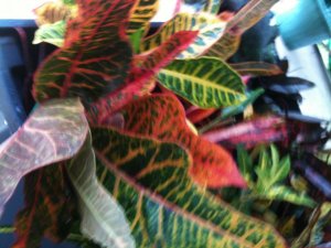 IMG_0326.jpg