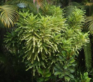Maculatum Katoni 02.jpg