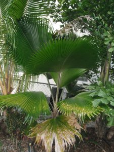 Pritchardia pacifica.JPG