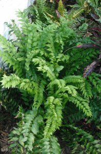 Zamia vazquezii 1.JPG