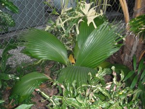 Pritchardia remota.JPG