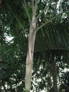 Dypsis cabadae 2.JPG