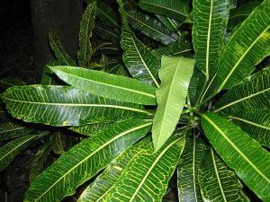 DSCN2733.jpg