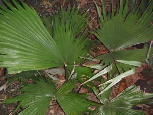 Kerriodoxa elegans 2.JPG