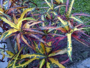 IMG-20120719-01235.jpg