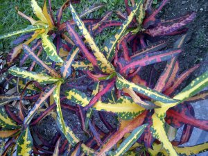 IMG-20120719-01236.jpg