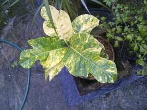 IMG-20120722-01249.jpg