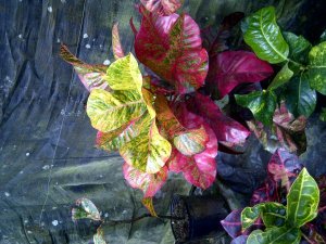 IMG-20120722-01264.jpg
