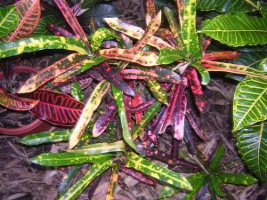 DSCN3918.jpg