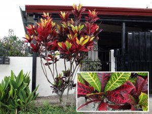 1 Baron Rothchild.jpg