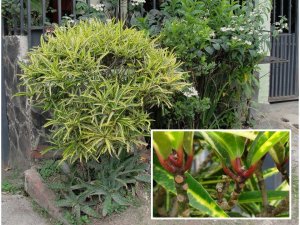 4 EDWIN T MEREDITH.jpg