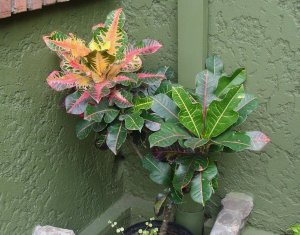 5 EXCELLENT+BLOTCHED SPORT.jpg