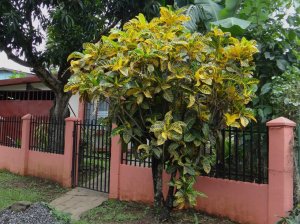 10 GENERAL PAGET.jpg