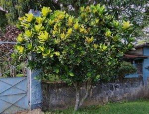 11 OVALIFOLIUM-OREJA DE CHANCHO IN C.R. SPANISH.jpg