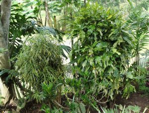 13 PUNCTATUM-MACULATUM KATONI.jpg