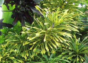 10 DSC01446 LyrataC.jpg