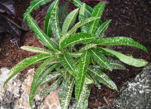 #21 Unknown FB's Garden.JPG