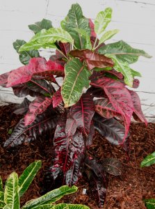 #18 Unknown FB's Garden.JPG