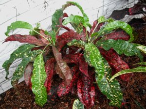 #16 FB's Garden Freckles.JPG