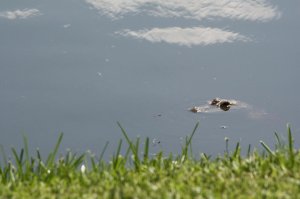 IMG_9051.jpg