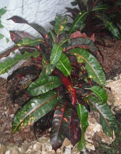 Unk #4 FB's Garden.JPG